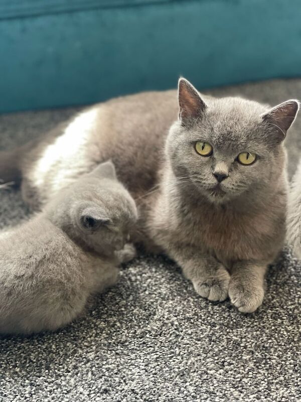 British shorthair cat for sale in Montpelier, Bristol | Image 2