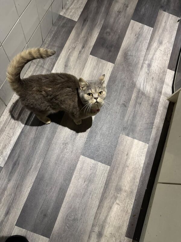 British shorthair cat for sale in Montpelier, Bristol | Image 3