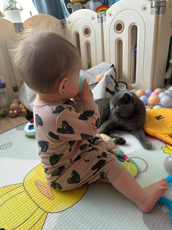 British Shorthair kittens for sale in Uxbridge, Greater London – 3 years old