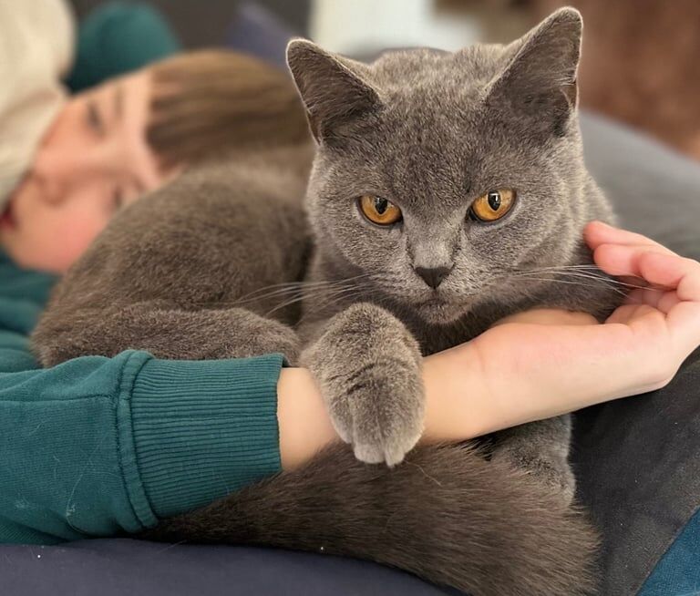 British Shorthair kittens for sale in Uxbridge, Greater London – 3 years old - Image 2 of 3