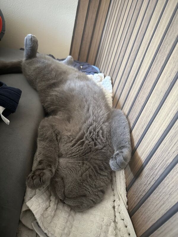 British Shorthair kittens for sale in Uxbridge, Greater London – 3 years old - Image 3 of 3