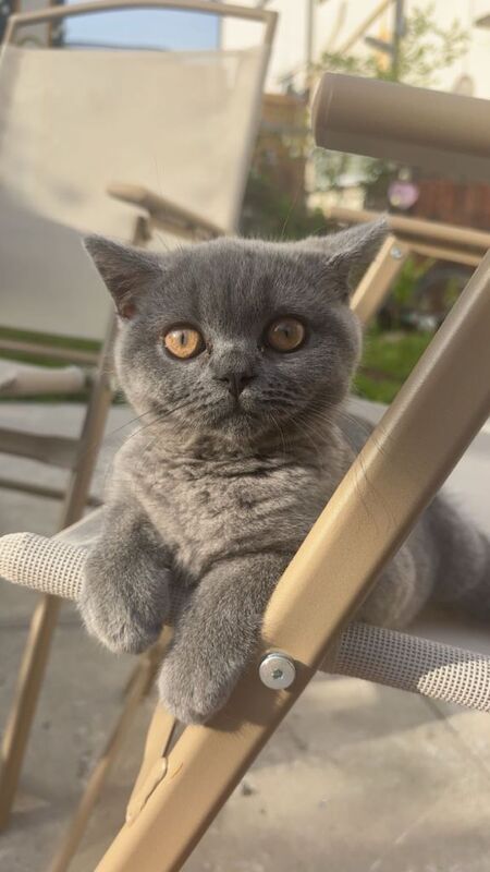 British shorthair cat - Image 2 of 5
