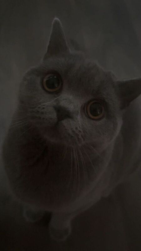 British shorthair cat - Image 3 of 5