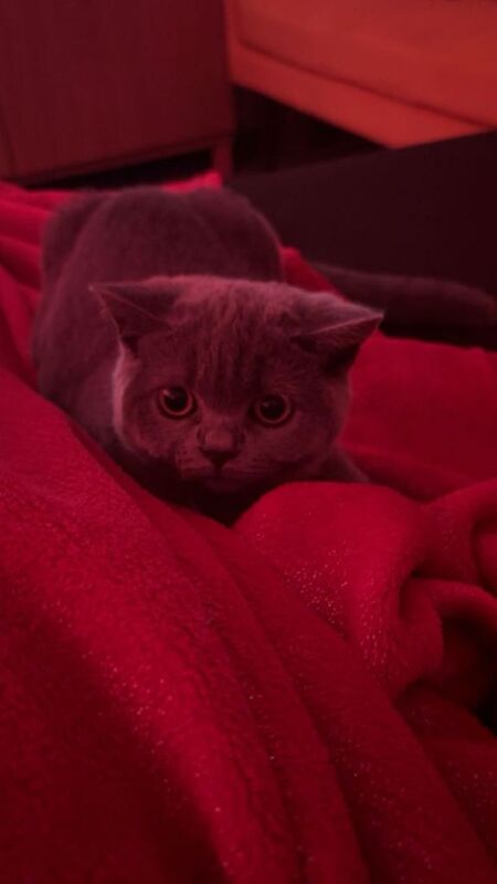 British shorthair cat - Image 4 of 5