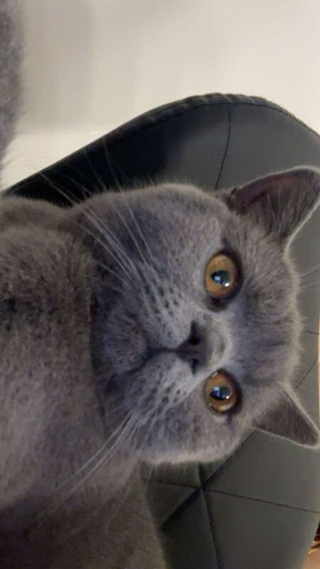 British shorthair cat - Image 5 of 5