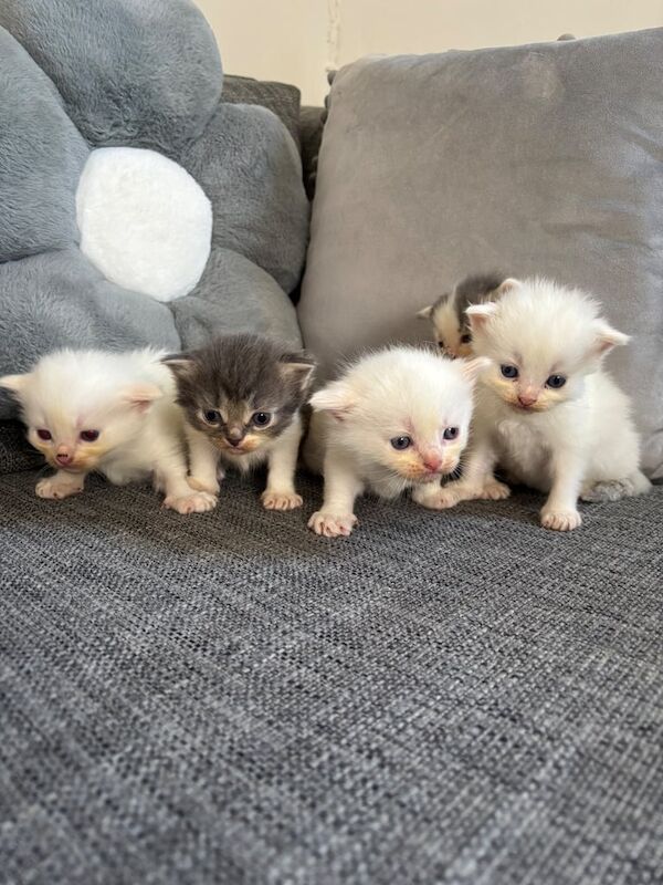 British Shorthair kittens for sale in Greenock, Renfrewshire – 7 weeks old