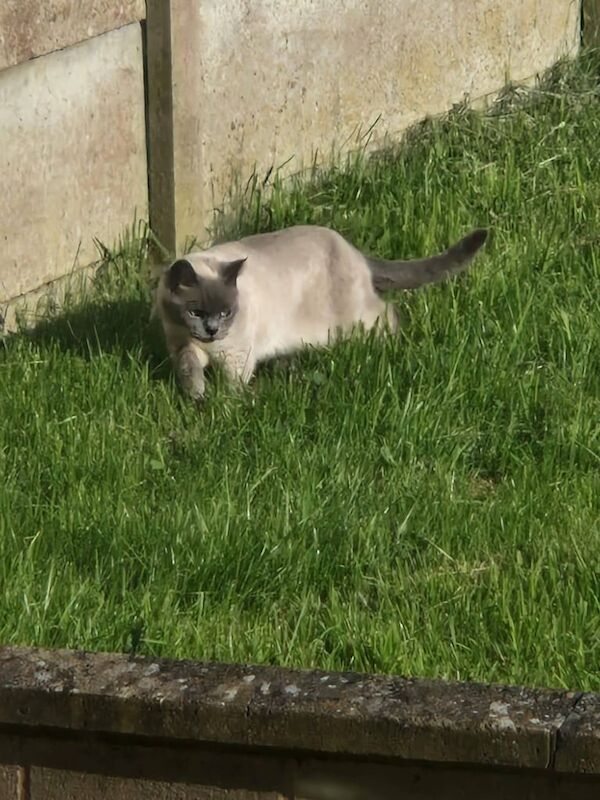 British Shorthair kittens for sale in Sandwell, West Midlands – 4 years old - Image 3 of 3
