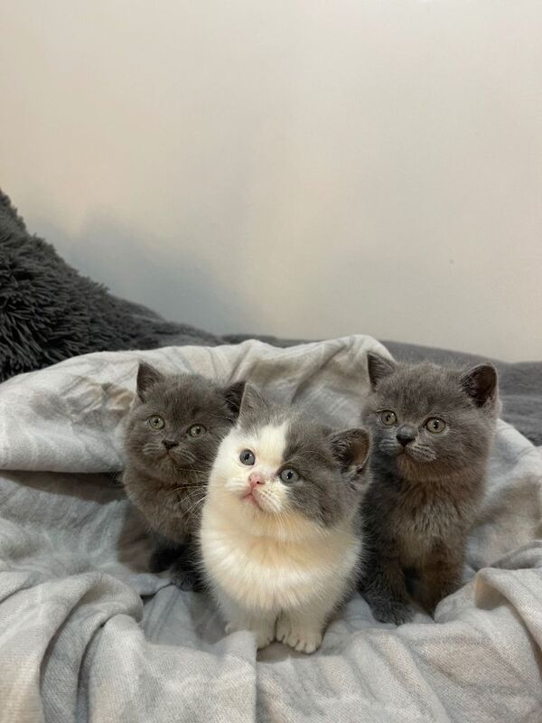 British Shorthair kittens for sale in Bradford, West Yorkshire – 7 weeks old