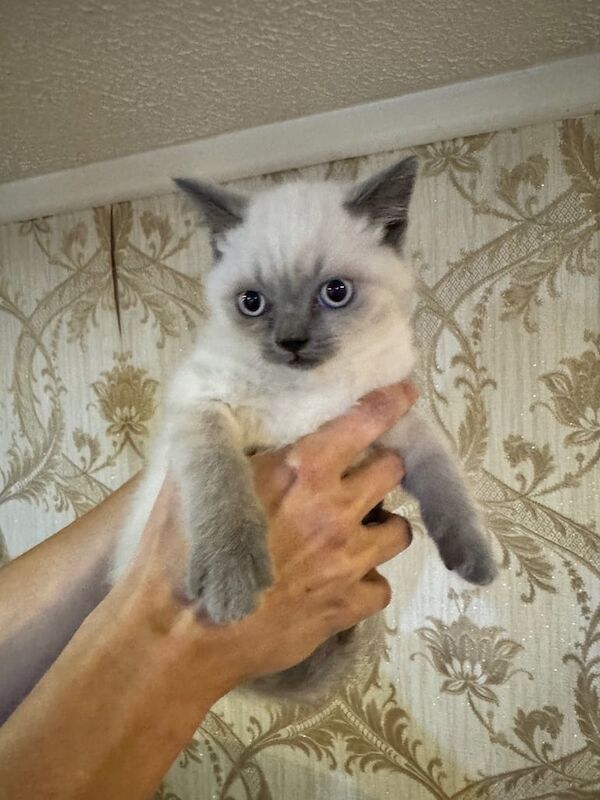 British Shorthair kittens for sale in Llanelli, Dyfed – 10 weeks old