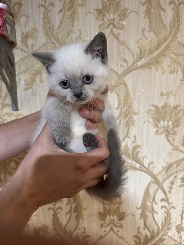 British Shorthair kittens for sale in Llanelli, Dyfed – 10 weeks old - Image 2 of 3