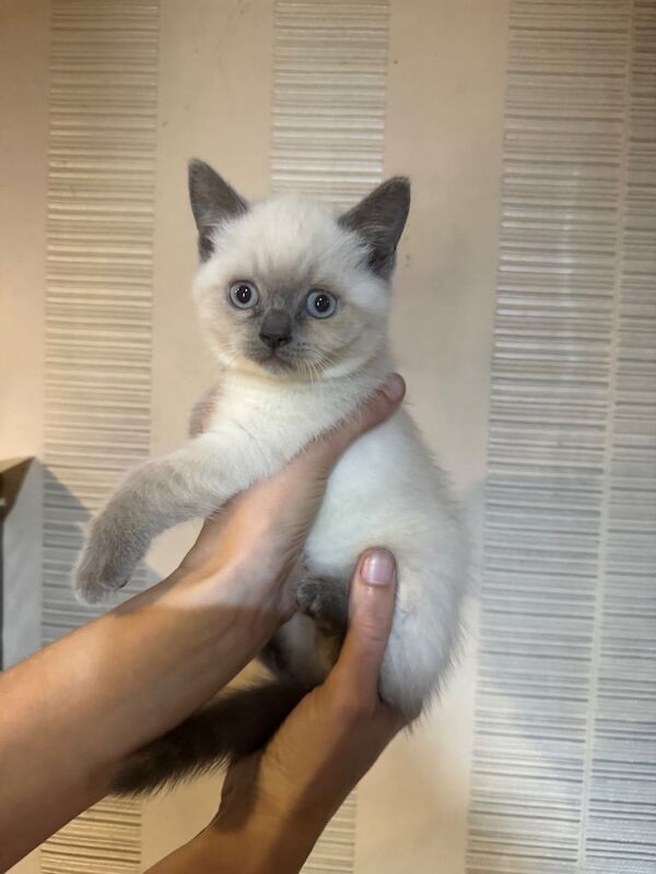 British Shorthair kittens for sale in Llanelli, Dyfed – 10 weeks old - Image 3 of 3