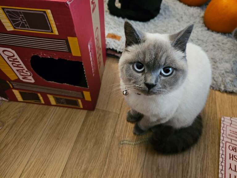 British Shorthair kittens for sale in Sowerby Bridge, West Yorkshire – 11 months old