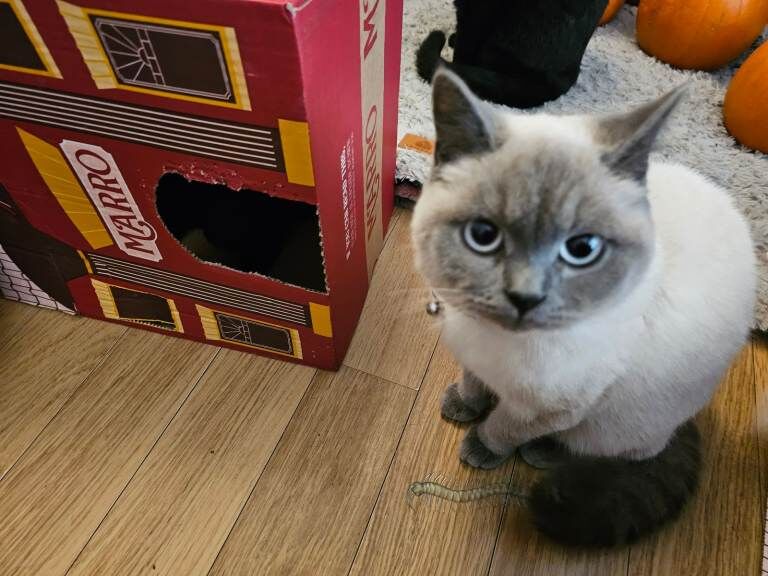 British Shorthair kittens for sale in Sowerby Bridge, West Yorkshire – 11 months old - Image 2 of 3