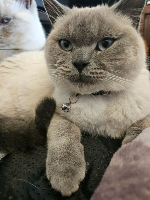 British Shorthair kittens for sale in Sowerby Bridge, West Yorkshire – 11 months old - Image 3 of 3