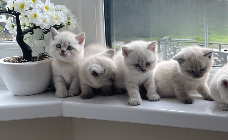 British Shorthair kittens for sale in Stoke-on-Trent, Staffordshire – 6 weeks old