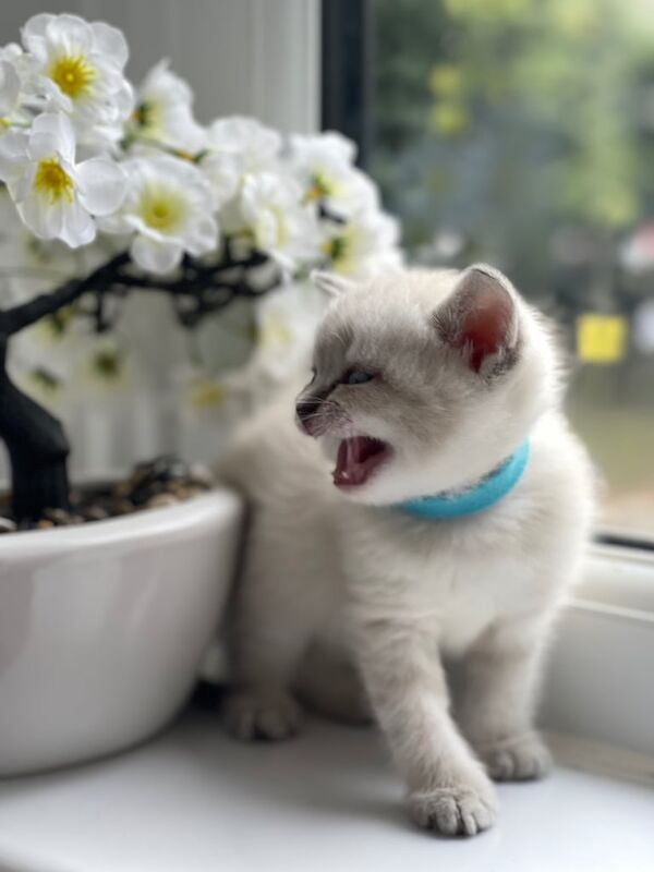 British Shorthair kittens for sale in Stoke-on-Trent, Staffordshire – 6 weeks old - Image 3 of 4