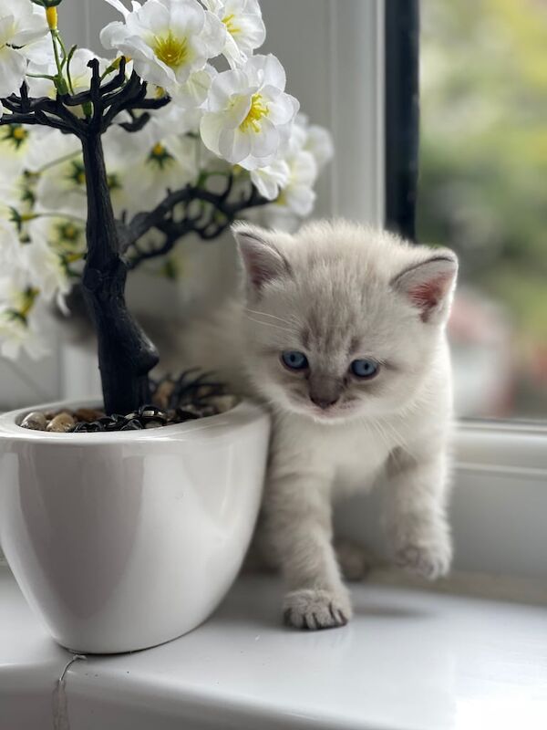 British Shorthair kittens for sale in Stoke-on-Trent, Staffordshire – 6 weeks old - Image 4 of 4