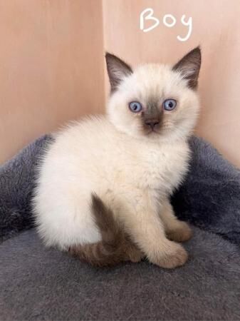 British Shorthair kittens for sale in Ilkeston, Derbyshire – 1 year old - Image 2 of 5