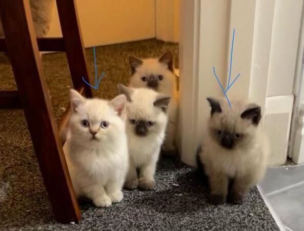 British Shorthair kittens for sale in Ilkeston, Derbyshire – 1 year old - Image 3 of 5