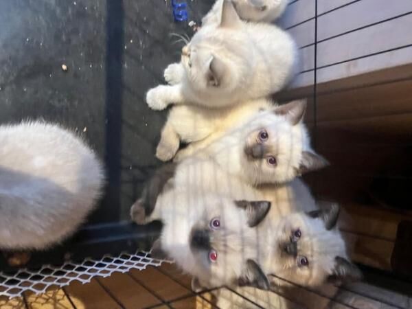 British Shorthair kittens for sale in Ilkeston, Derbyshire – 1 year old - Image 4 of 5