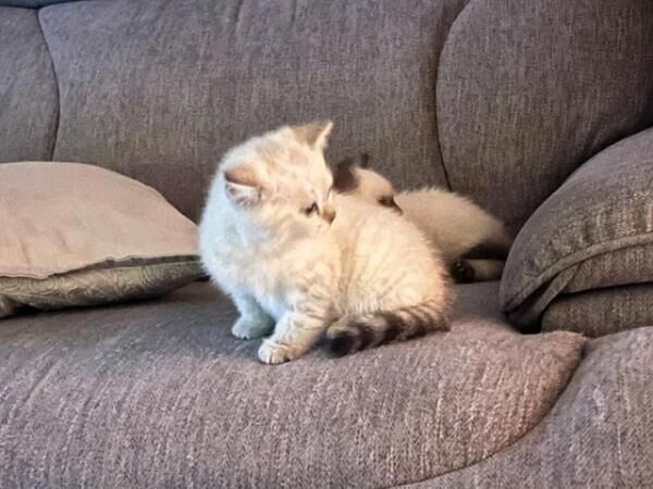 British Shorthair kittens for sale in Ilkeston, Derbyshire – 1 year old - Image 5 of 5