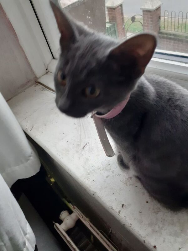Blue British Shorthair kittens for sale in Gorleston, Norfolk – 11 weeks old