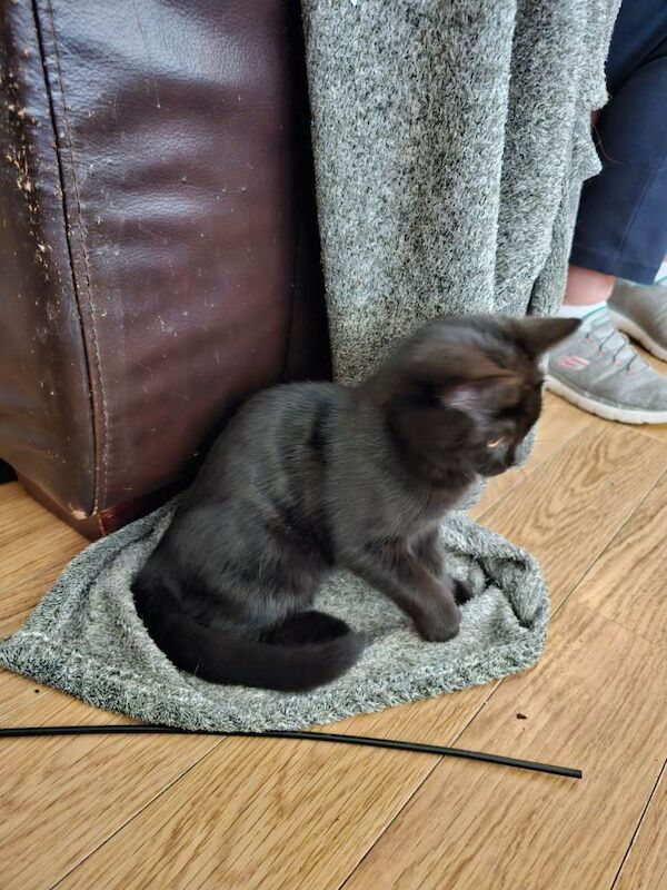 British Shorthair kittens for sale in Sowerby Bridge, West Yorkshire – 5 months old