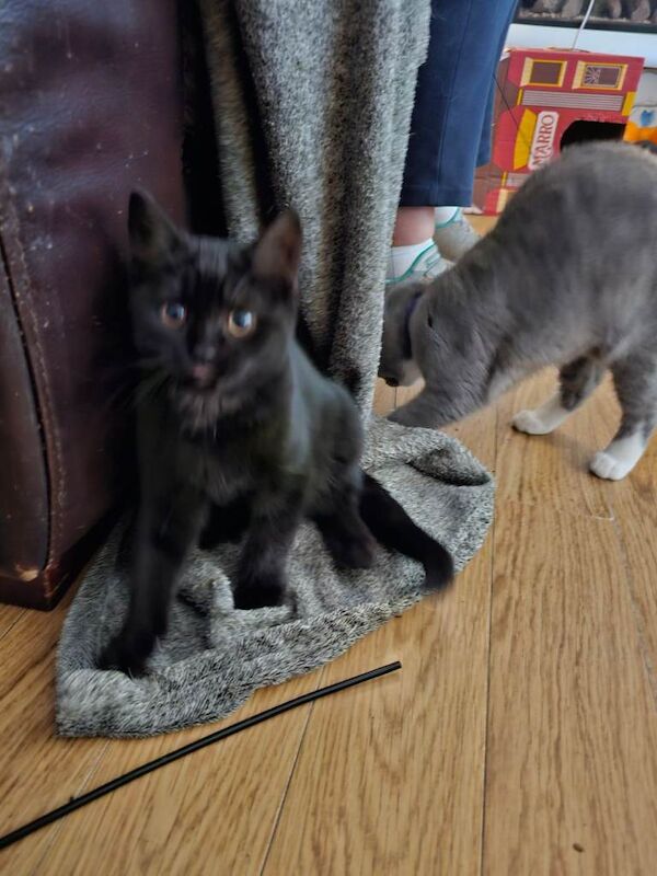 British Shorthair kittens for sale in Sowerby Bridge, West Yorkshire – 5 months old - Image 2 of 5
