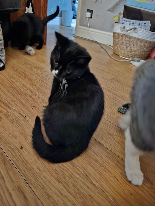 British Shorthair kittens for sale in Sowerby Bridge, West Yorkshire – 5 months old - Image 3 of 5