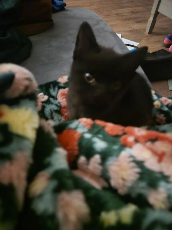 British shorthair cross