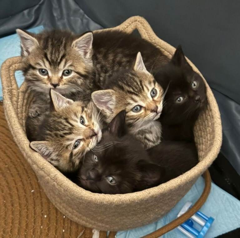 British Shorthair kittens for sale in Roath, Cardiff – 8 weeks old