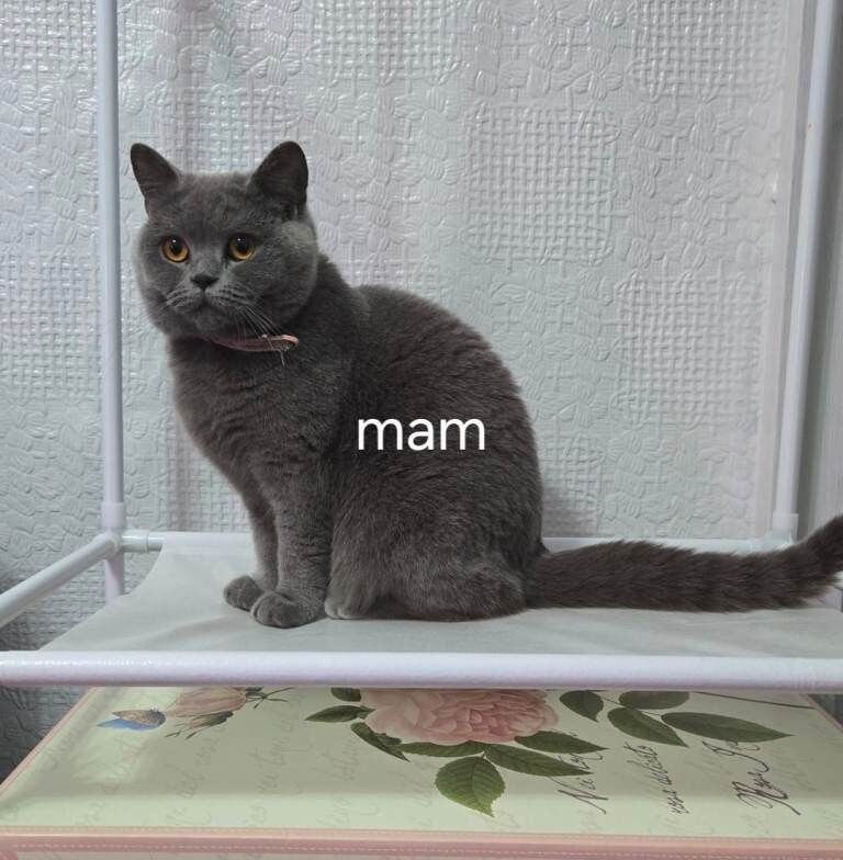 British Shorthair kittens for sale in Roath, Cardiff – 9 weeks old - Image 2 of 6