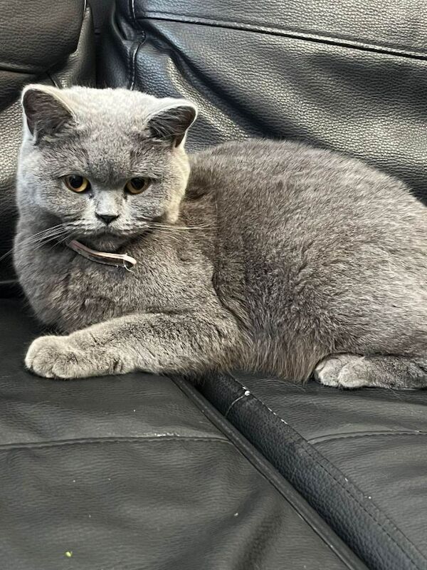 British Shorthair kittens for sale in Roath, Cardiff – 9 weeks old - Image 3 of 6