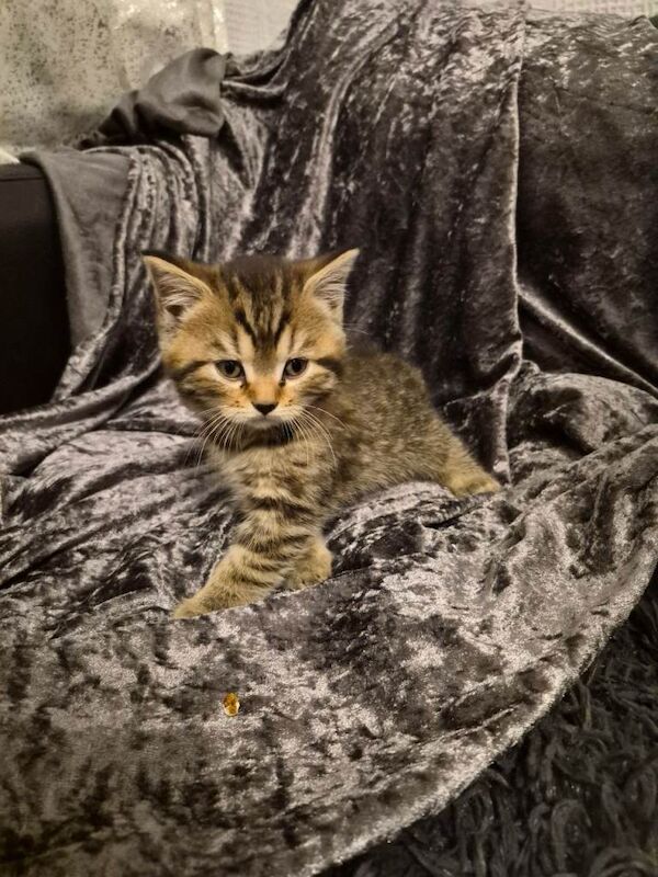 British Shorthair kittens for sale in Roath, Cardiff – 9 weeks old - Image 4 of 6