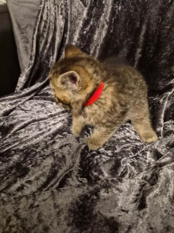 British Shorthair kittens for sale in Roath, Cardiff – 9 weeks old - Image 5 of 6