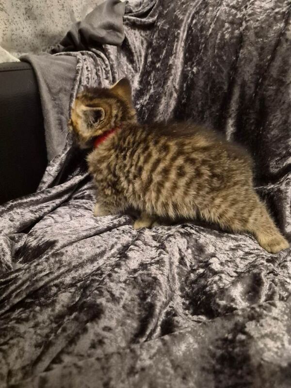 British Shorthair kittens for sale in Roath, Cardiff – 9 weeks old - Image 6 of 6