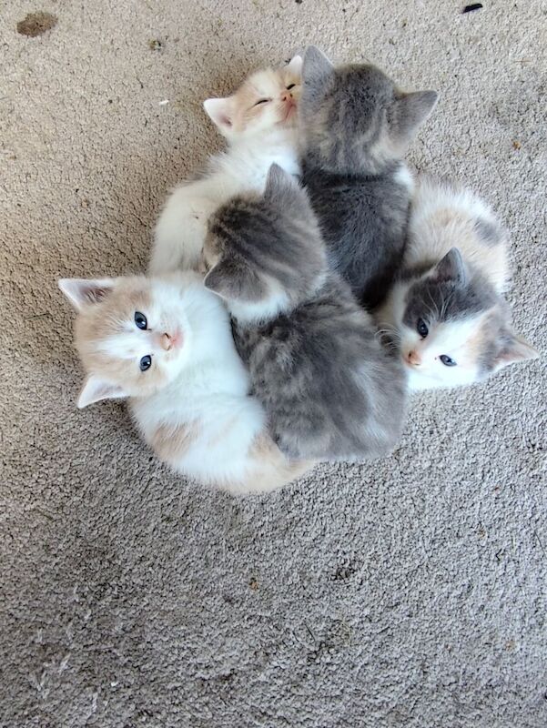 British shorthair cross ginger kitten for sale in Sparkbrook, West Midlands