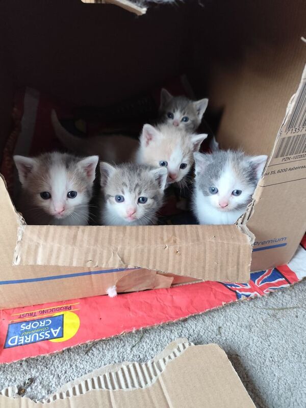 British shorthair cross ginger kitten for sale in Sparkbrook, West Midlands | Image 2