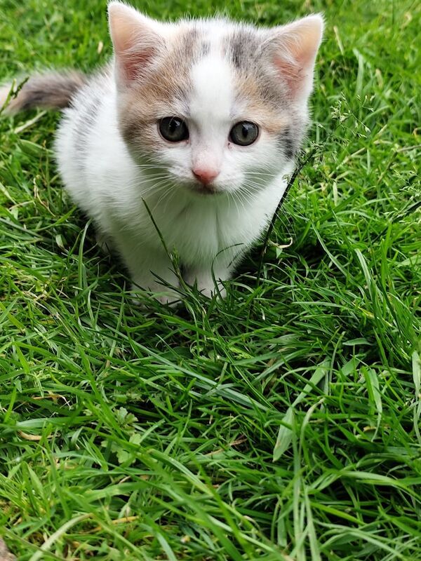 British shorthair cross ginger kitten for sale in Sparkbrook, West Midlands | Image 3