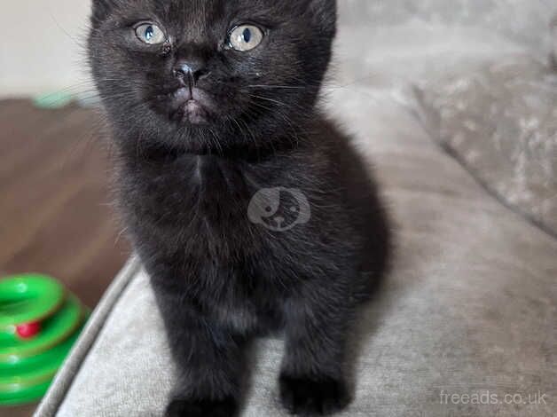 Top british shorthair mix kittens for sale Top Sellers