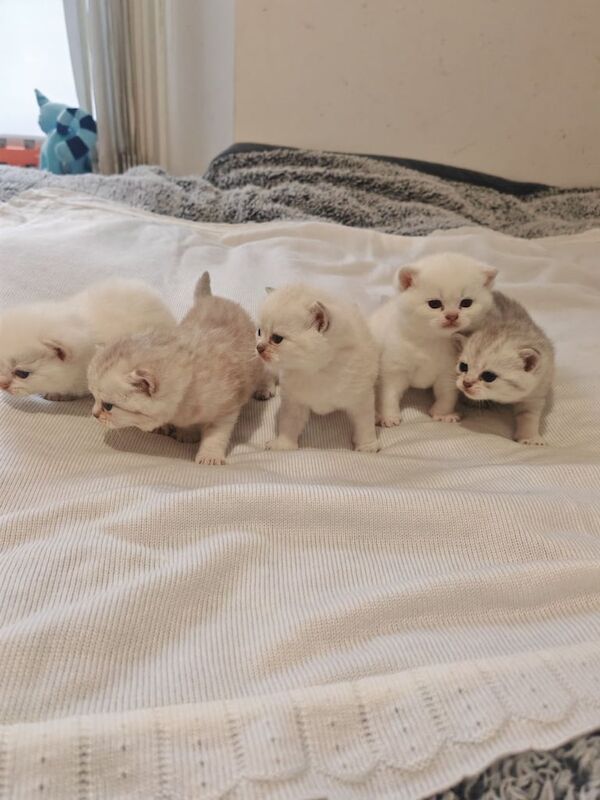 British Shorthair kittens for sale in Dundee, City of Dundee – 4 weeks old