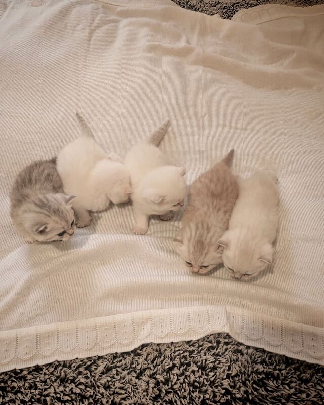 British Shorthair kittens for sale in Dundee, City of Dundee – 4 weeks old - Image 2 of 6