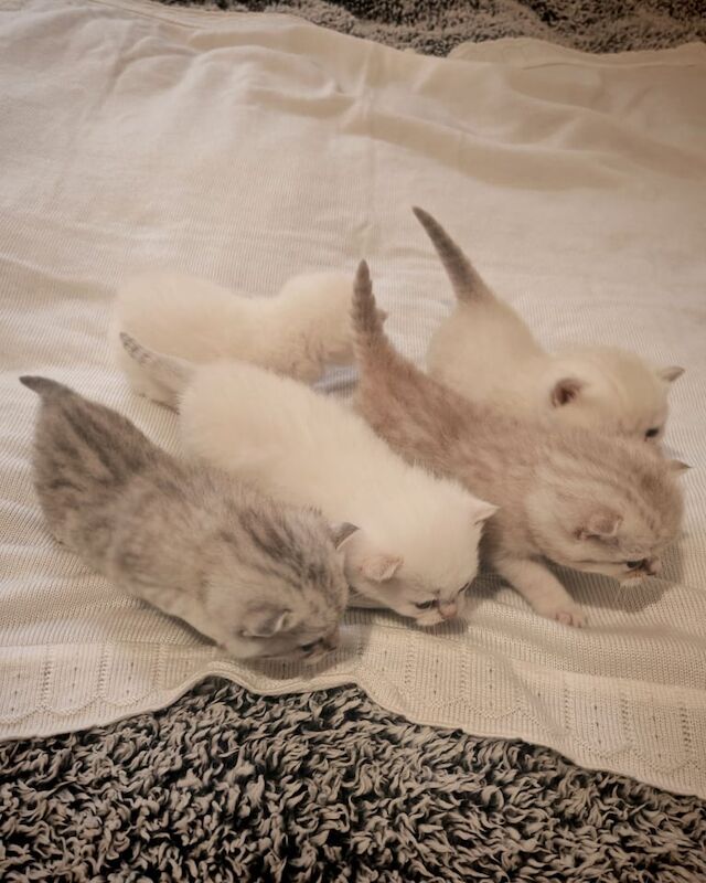 British Shorthair kittens for sale in Dundee, City of Dundee – 4 weeks old - Image 4 of 6