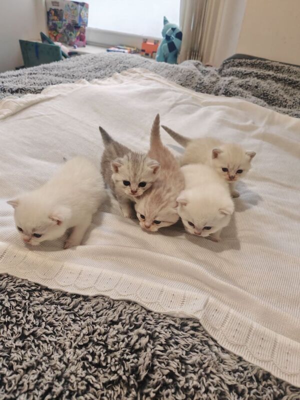 British Shorthair kittens for sale in Dundee, City of Dundee – 4 weeks old - Image 5 of 6