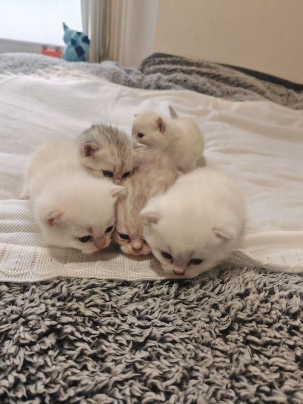 British Shorthair kittens for sale in Dundee, City of Dundee – 4 weeks old - Image 6 of 6