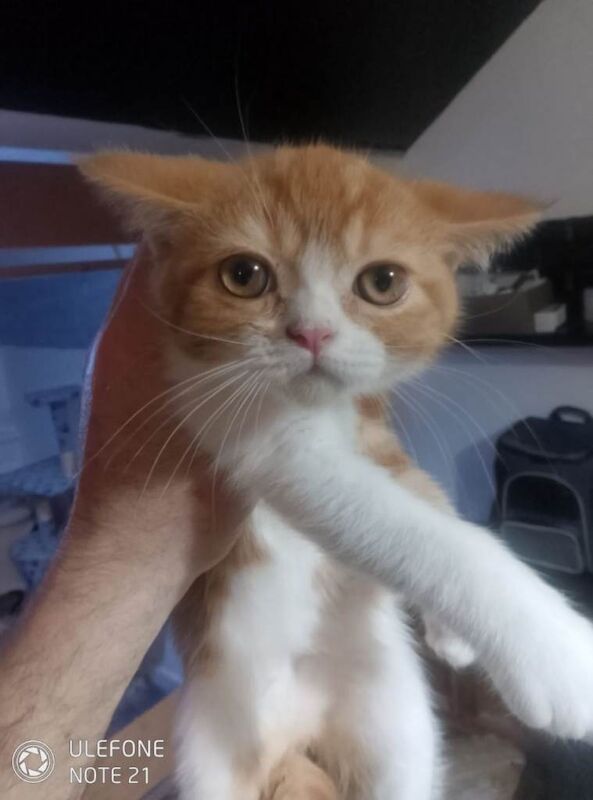 British Shorthair kittens for sale in Grangetown, North Yorkshire – 3 months old