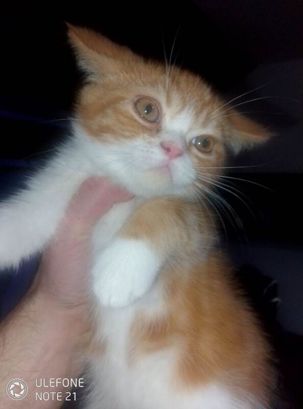 British Shorthair kittens for sale in Grangetown, North Yorkshire – 11 weeks old - Image 2 of 6