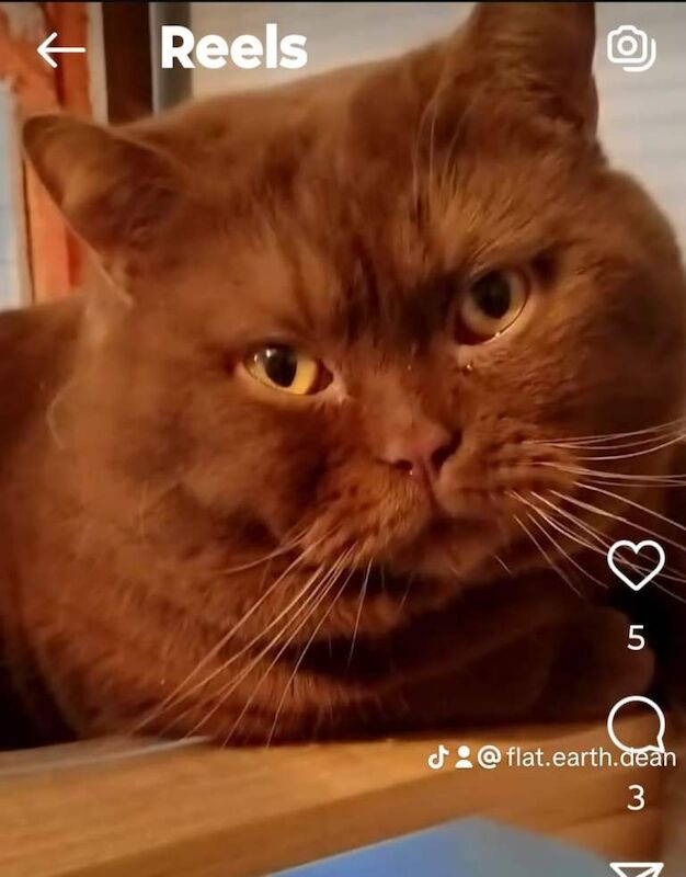 British Shorthair kittens for sale in Grangetown, North Yorkshire – 11 weeks old - Image 3 of 6