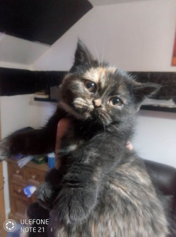 British Shorthair kittens for sale in Grangetown, North Yorkshire – 11 weeks old - Image 4 of 6