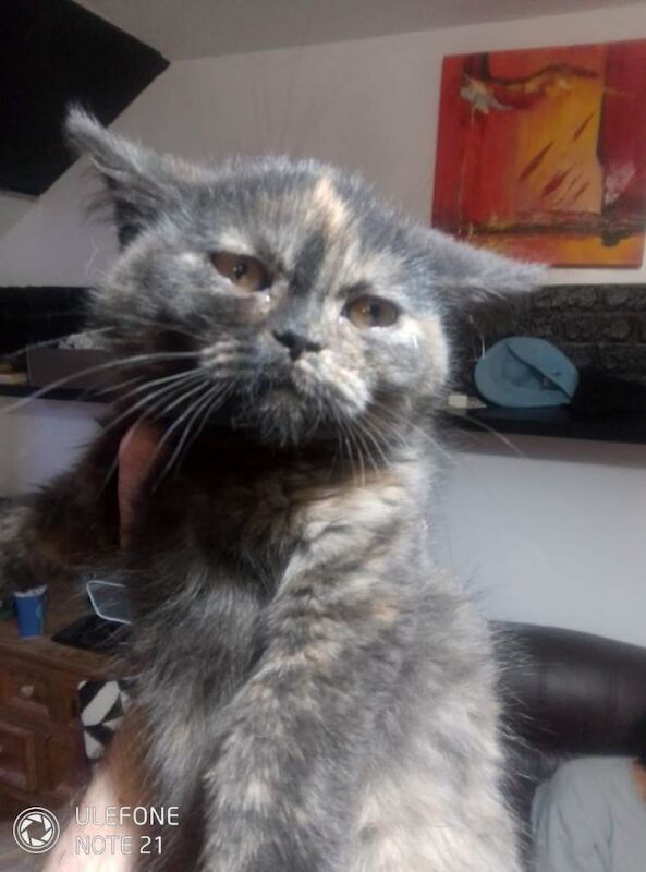 British Shorthair kittens for sale in Grangetown, North Yorkshire – 11 weeks old - Image 5 of 6